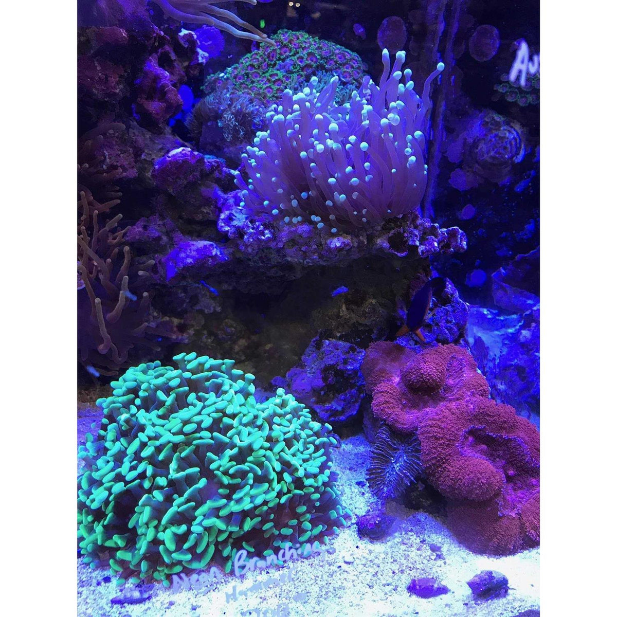 Reef Buffer S6159