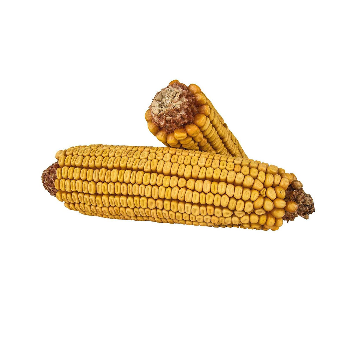 Corn On the Cob Pet Supplies I779829