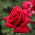 Red Rose Bush L7698