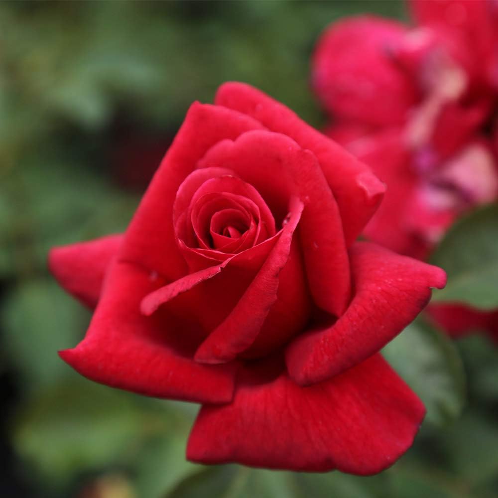 Red Rose Bush L7698