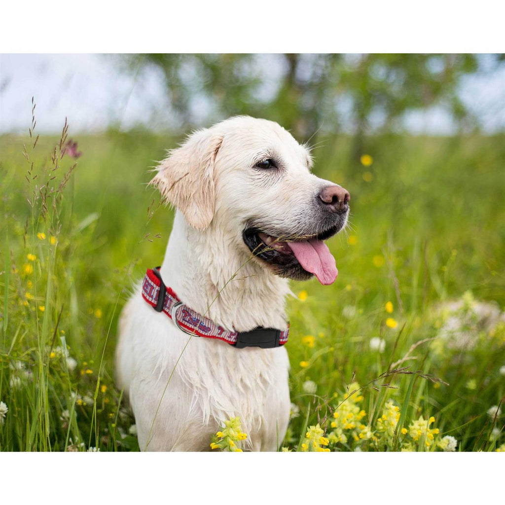 Pet Dog Collar R876509