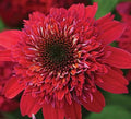 Raspberry Red Coneflower Gallon Pot O487269
