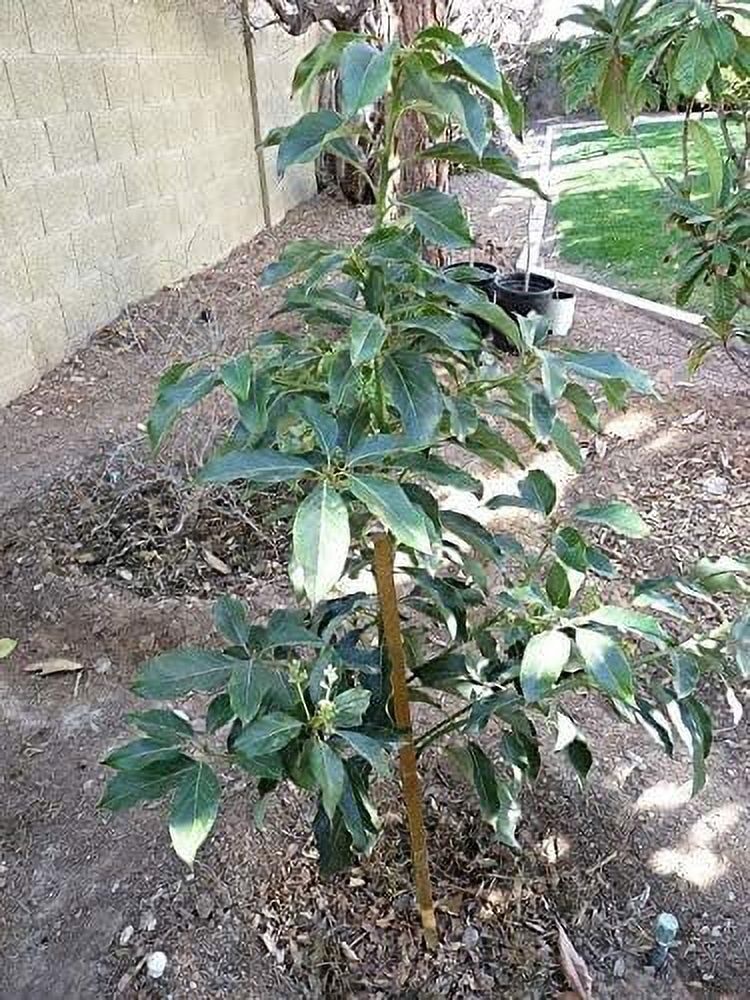 Live Tree in 3 Gallon Pot F544