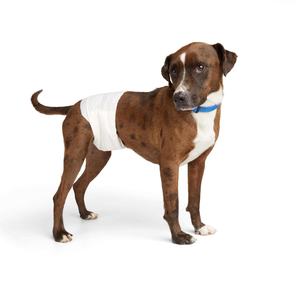 Disposable Wrap For Male Dogs S397