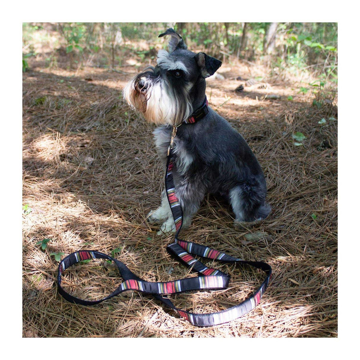 Dog Collar R839770