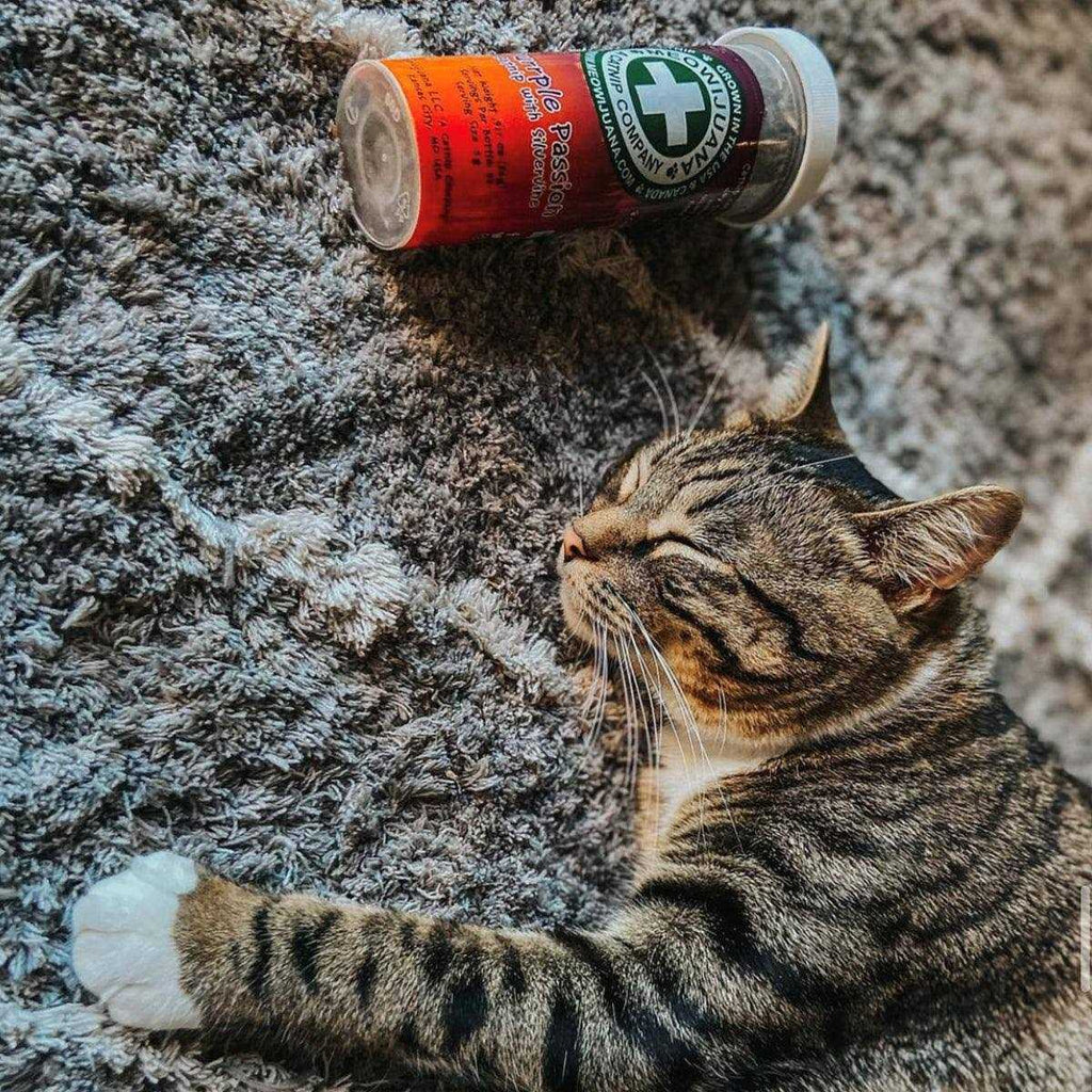 Catnip D121348