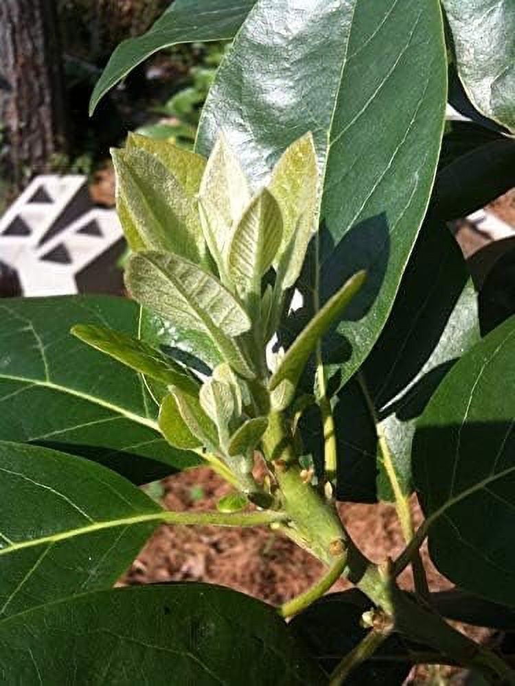 Live Tree in 3 Gallon Pot F544