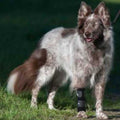Carpal Support Brace B213