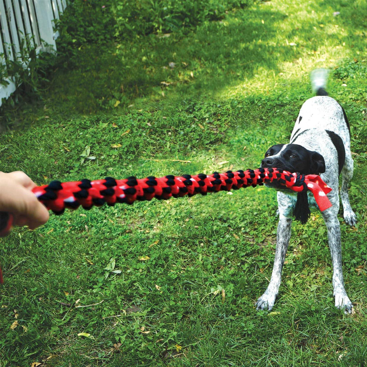 Rope Dog Toy V188