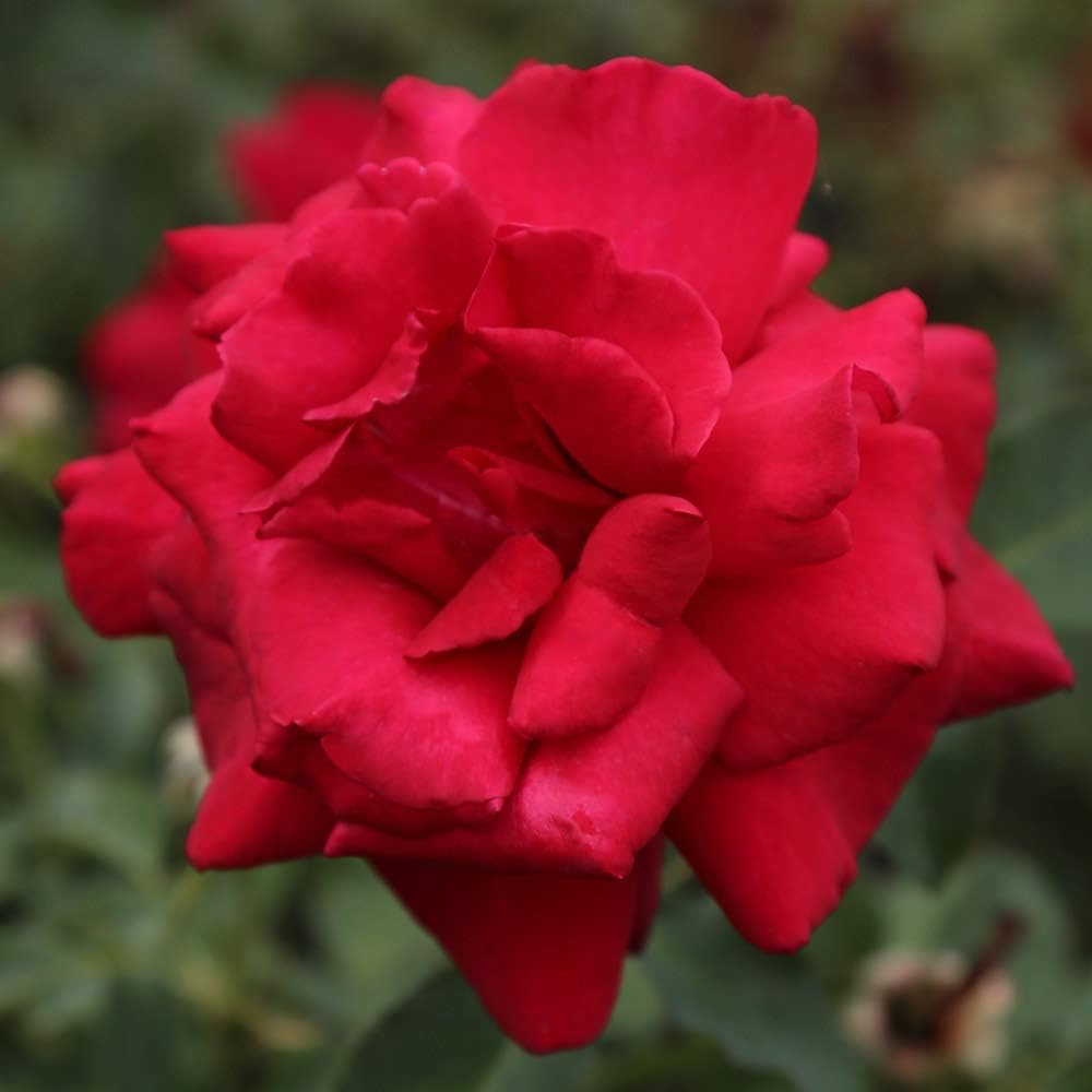Red Rose Bush L7698