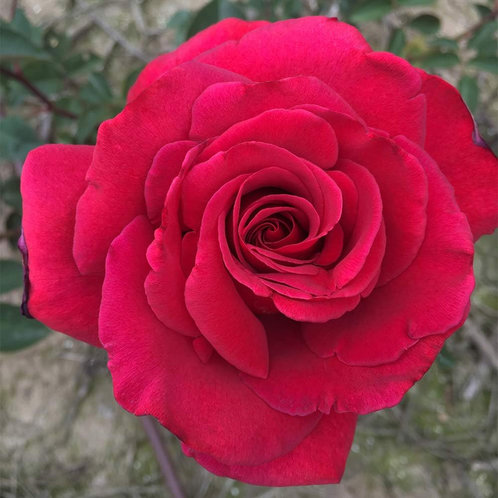 Red Rose Bush L7698
