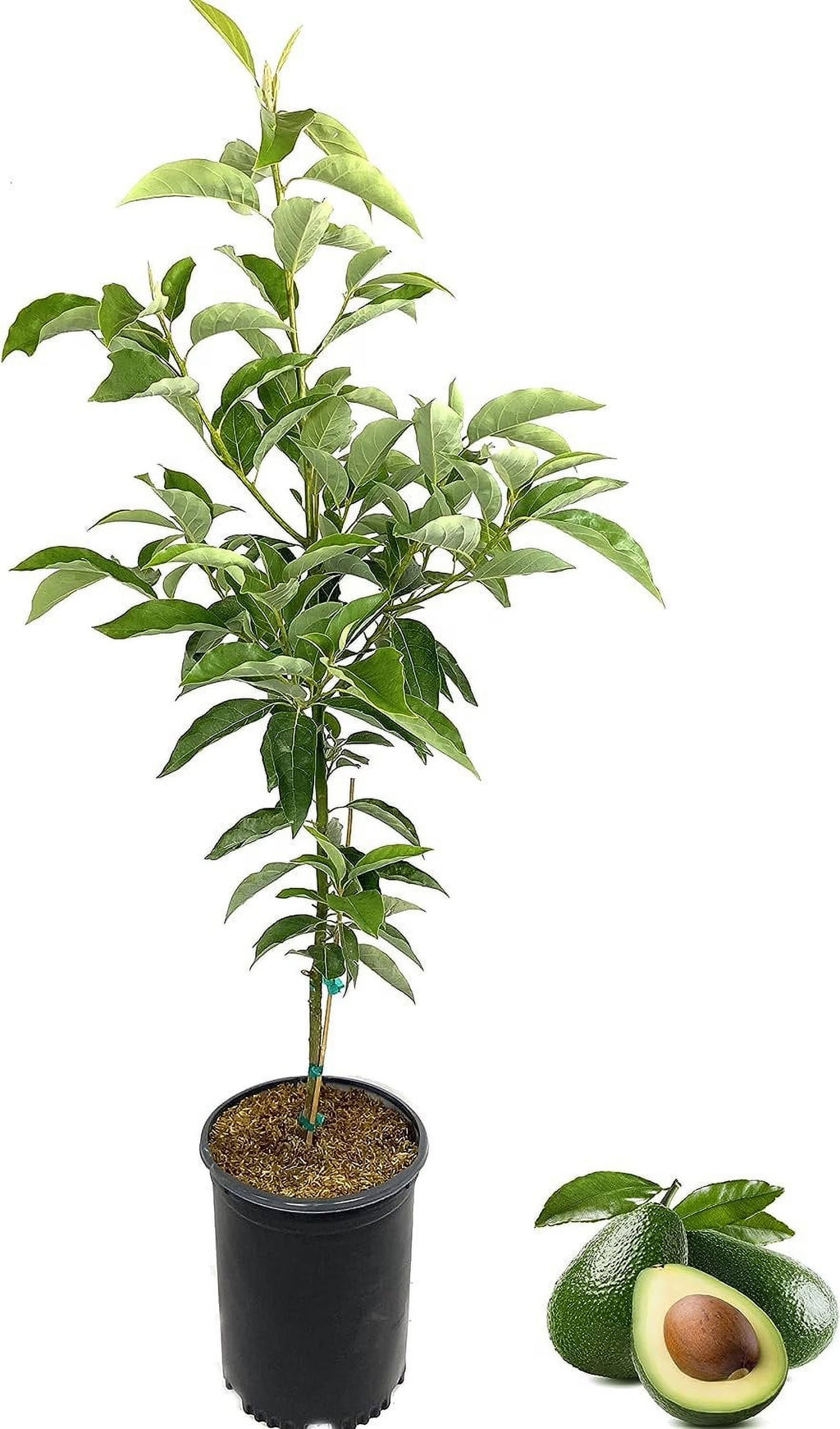 Live Tree in 3 Gallon Pot F544