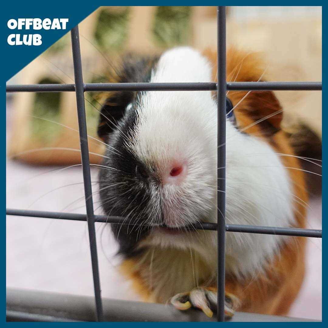 Piggy Condo C&C Cage J26722