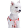 Step Dog Harness P800