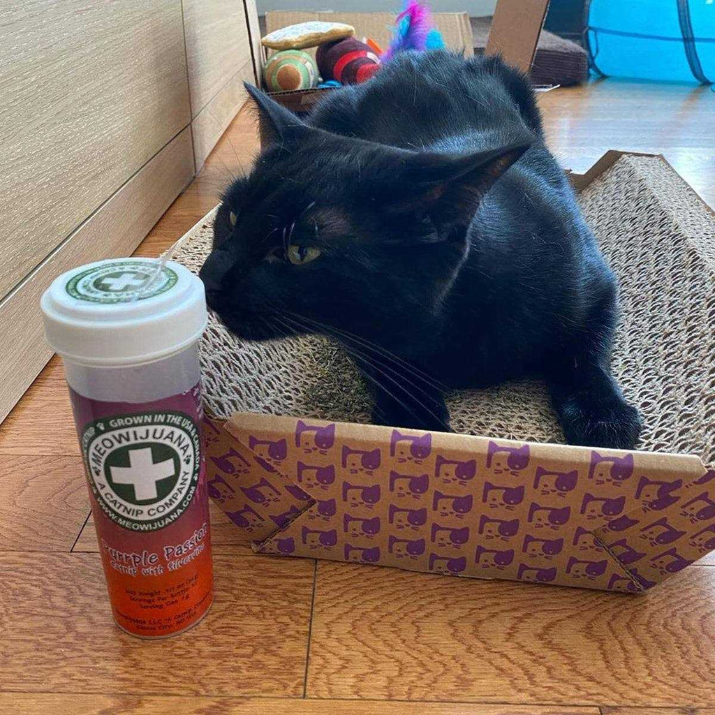 Catnip D121348