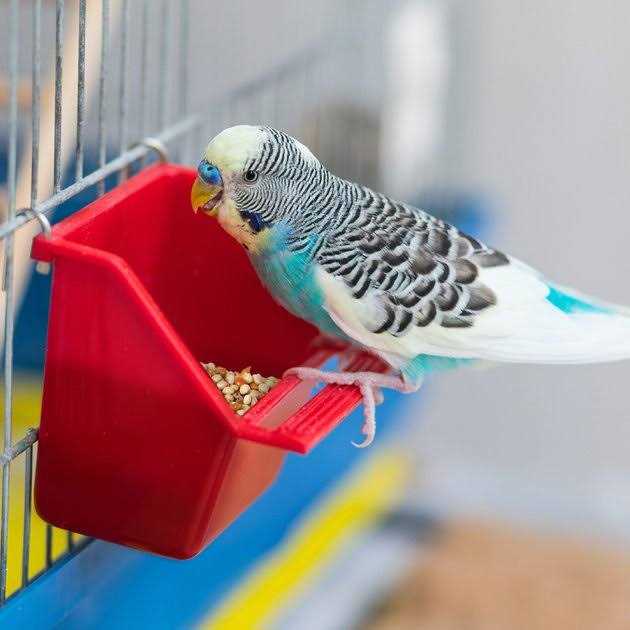Universal Blend Birds Pet Supplies L385