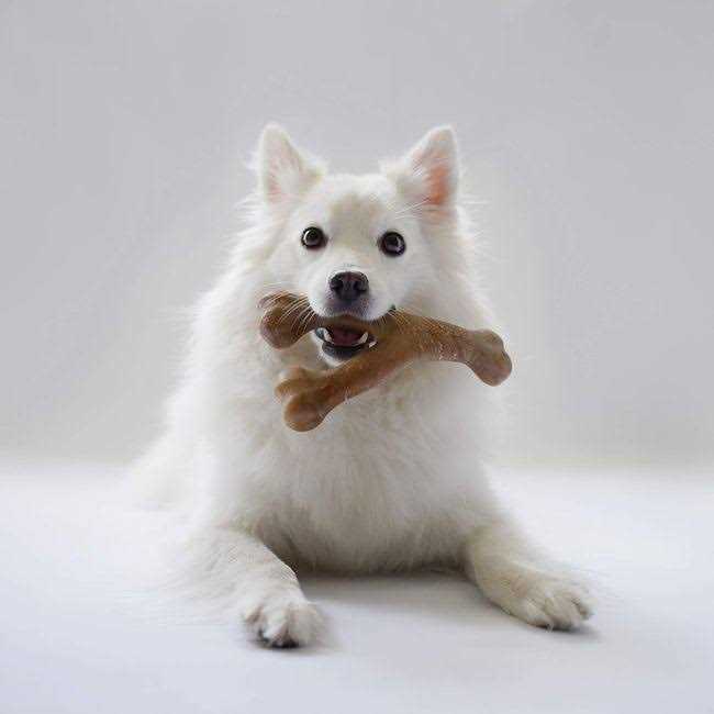 Durable Chew Toys G78176
