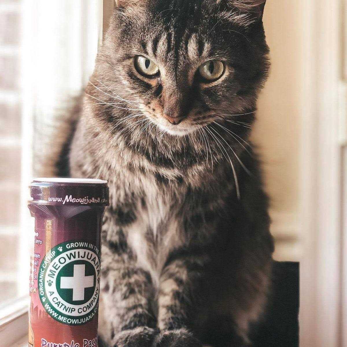 Catnip D121348